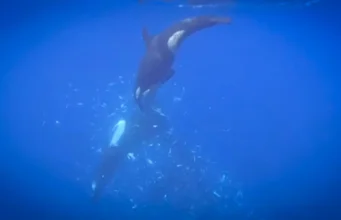 Orca memfilmkan menghancurkan ikan mola-mola raksasa menjadi ribuan keping