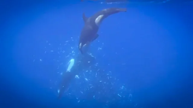 Orca memfilmkan menghancurkan ikan mola-mola raksasa menjadi ribuan keping