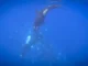 Orca memfilmkan menghancurkan ikan mola-mola raksasa menjadi ribuan keping