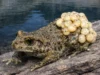 Para ilmuwan akhirnya memahami mengapa beberapa katak dapat bertahan hidup dari jamur yang mematikan