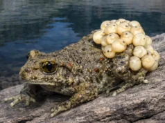 Para ilmuwan akhirnya memahami mengapa beberapa katak dapat bertahan hidup dari jamur yang mematikan