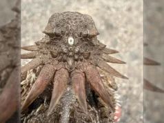 Para ilmuwan mengaitkan asal usul mata manusia yang mengejutkan dengan ‘Cyclops’ kuno