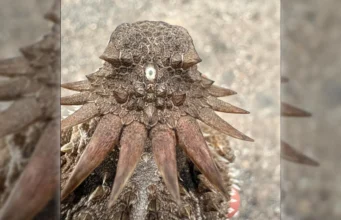 Para ilmuwan mengaitkan asal usul mata manusia yang mengejutkan dengan ‘Cyclops’ kuno