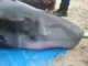 Para ilmuwan telah menemukan bakteri misterius di dalam salah satu paus yang paling sulit ditangkap di lautan.