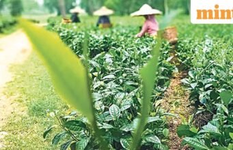 Perkebunan teh, biara, dan pegunungan: mengapa India timur laut menarik bagi wisatawan India