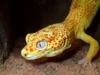 Tokek peliharaan ini bisa membantu para ilmuwan mengungkap rahasia kanker